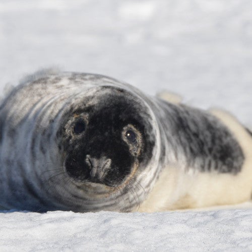 seal pup on snow
