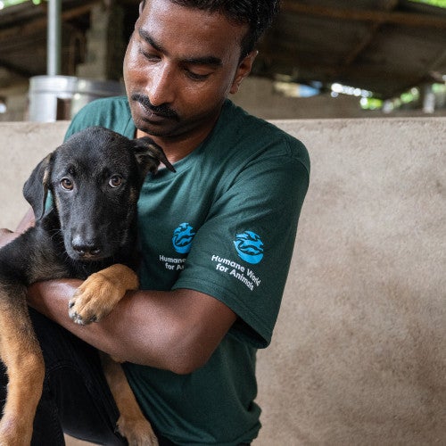 Staff interact with dogs affected by the dog meat trade