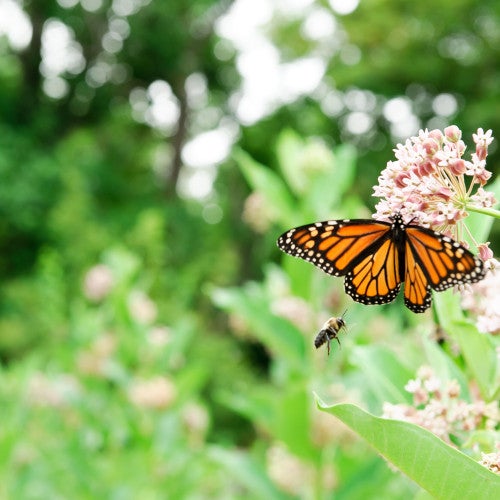 Butterfly and bee in a humane backyard in Maryland