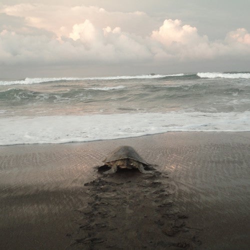 Ostional Wildlife Refugee in Costa Rica