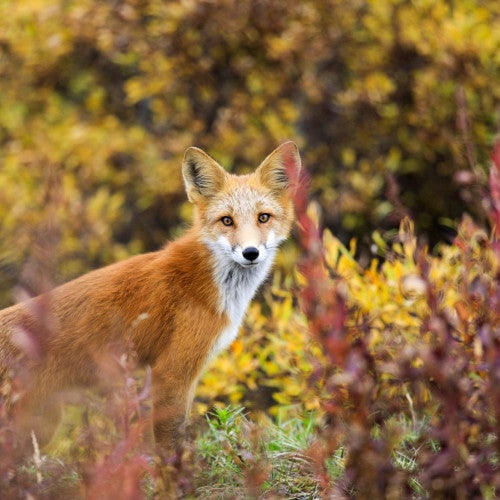 wild red fox