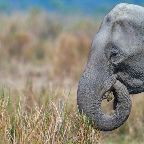 Kaziranga National Park in Assam, India