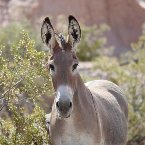 Wild burro in Arizona