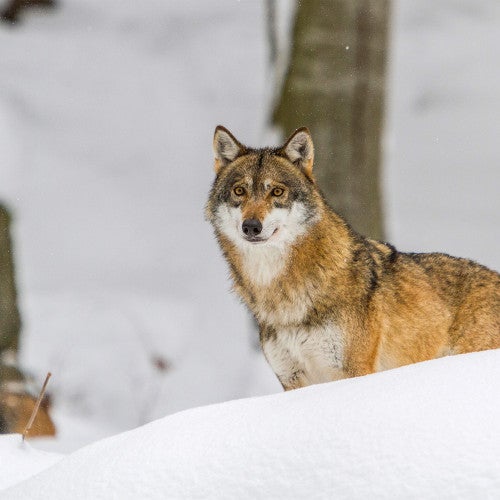wolf in snow