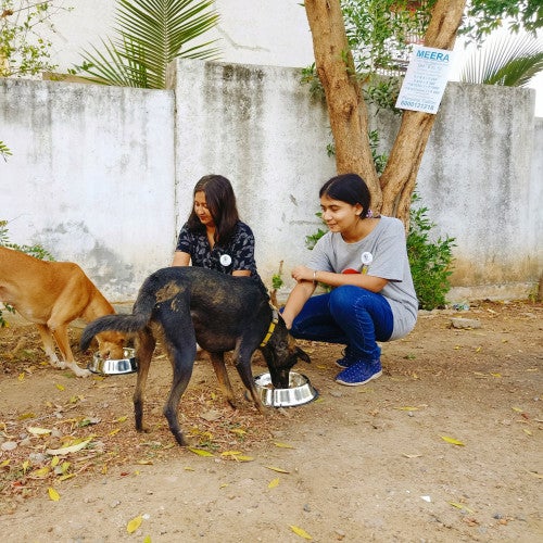 People feeding community dogs