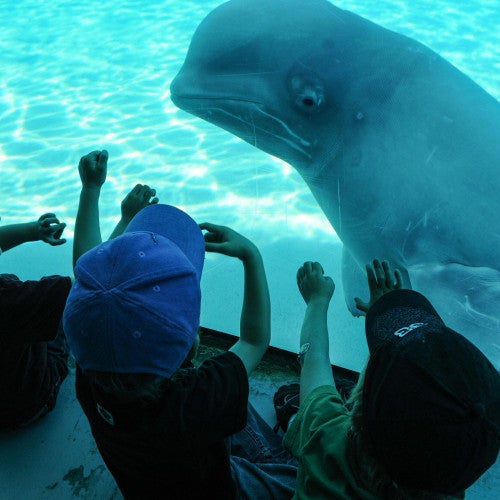 A beluga whale on display at Marineland. Marineland, Niagara Falls, Ontario, Canada, 2011.