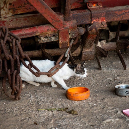 Sterilizing cats in Germany