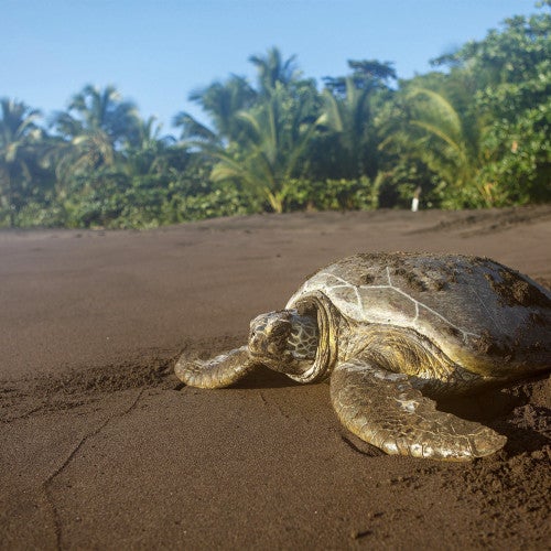 Green turtle on the beach, Tortuguero National Park, Limon Province, Costa Rica