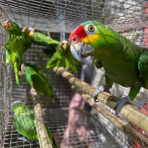 Parrots rescued from the wildlife trade