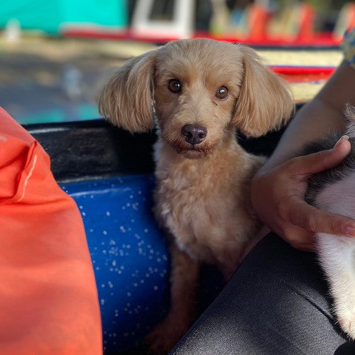 Companion animals receive veterinary care in Costa Ricca