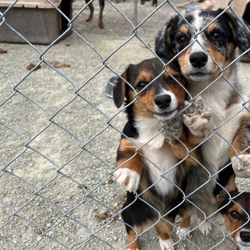 A group of three dogs stand next to a kennel