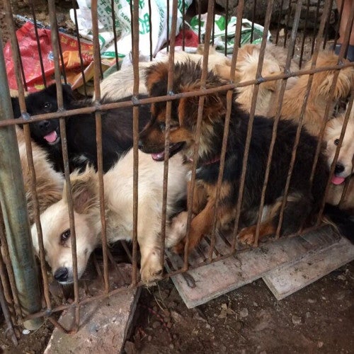 Dogs awaiting slaughter at the Yulin dog meat festival in China