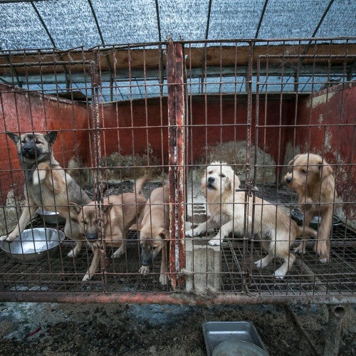 Dogs on a dog meat farm in South Korea