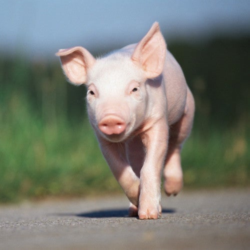 Cute pig running outside in the sun