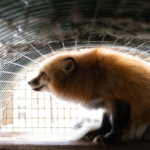 Fur farm