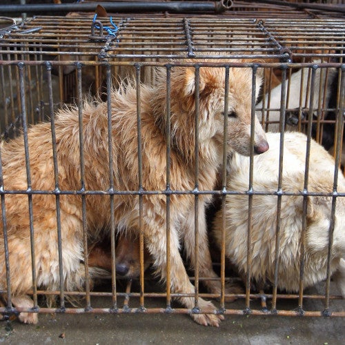 Dogs awaiting slaughter at the Yulin dog meat festival in China