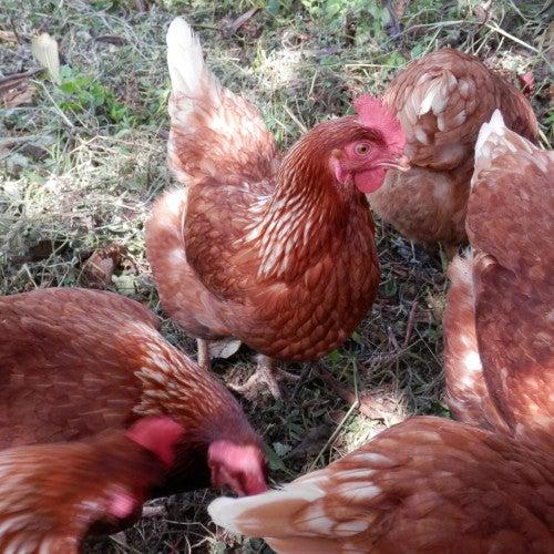 Cage-free hens