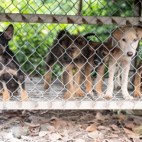 Dogs caught up in the dog meat trade in Viet Nam