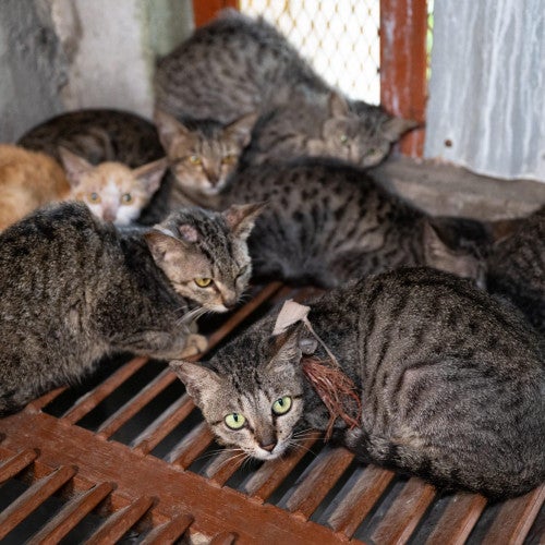 Cats rescued from the Viet Nam cat meat trade