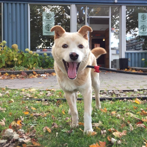 Dog at Canada rehab facility