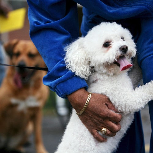 Community work with dogs