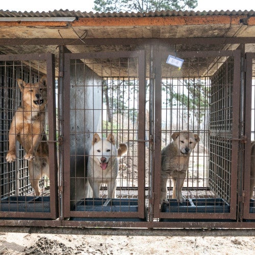 Dogs on a dog meat farm