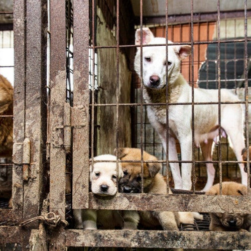 Dog meat farm