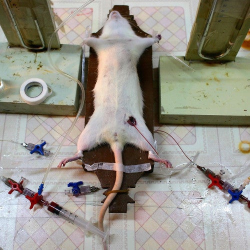 Doctors Carry Out Experiment On Rats In A Hospital Laboratory