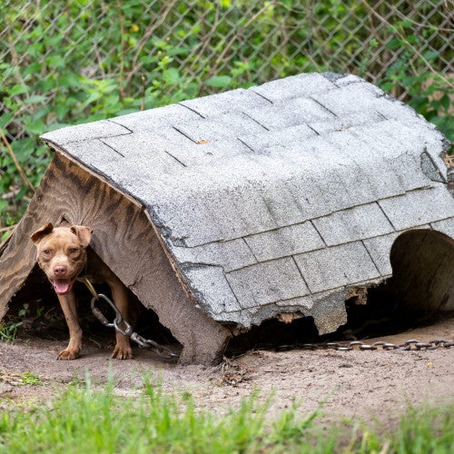 Rescued from dogfighting