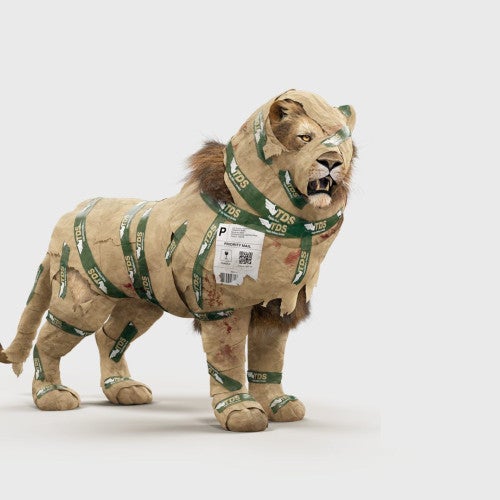Trophy hunting campaign lion in package