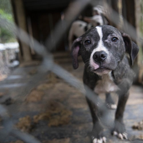 Dog in cage at large-scale alleged severe neglect case of approximately 140 dogs 