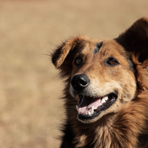 A friendly dog during an spay/neuter event in South Africa