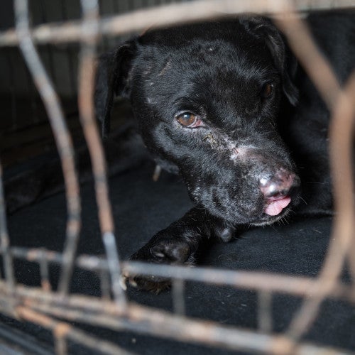 Black dog with scarring consistent with dogfighting