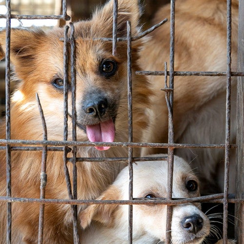 Dog behind bars, part of the cruel dog and cat meat trade