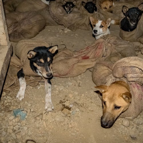 Dogs being kept in a darkened room, their bodies restrained in sacks and some with their mouths tied shut, prior to being slaughtered at a dog meat market