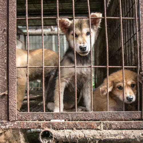 Dogs look out from behind rusty cage bars before being rescued