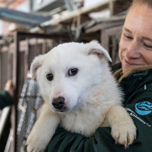 Dr. Katherine Polak interacts with a dog at a dog meat farm