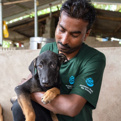 Staff members wearing Humane World for Animals branded clothing, interact with dogs affected by the dog meat trade