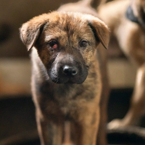 A puppy with cherry eye stands in tire inside an enclosure that has been repurposed to raise puppies at a dog fattening facility