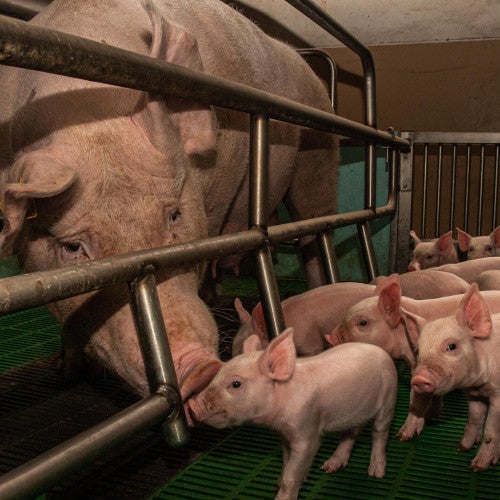 Mother pig with piglets