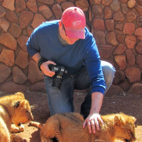Captive bred lion cubs being petted by tourists as a facility in South Africa