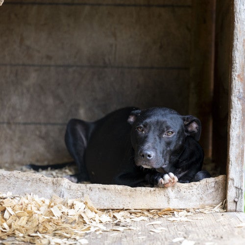 South Carolina Dogfighting Rescue