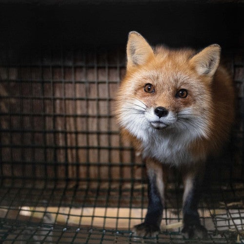 A fox stands in a cage at a fur farm in Ohio, just before being rescued. 