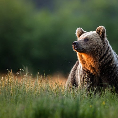 A brown bear in tall grass