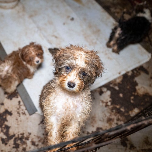 Small havanese dogs look up from dirty pen