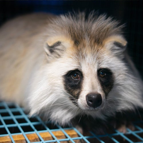 Raccoon dog on Finland fur farm