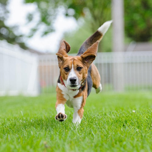 Teddy, an 18 month old beagle, has fun at his new home