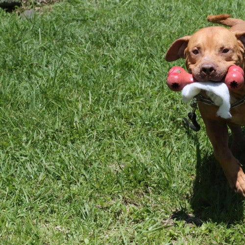 A dog with a toy