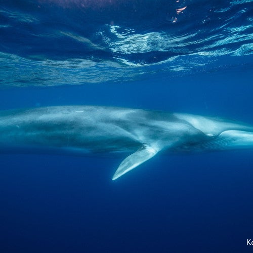 Minke whale