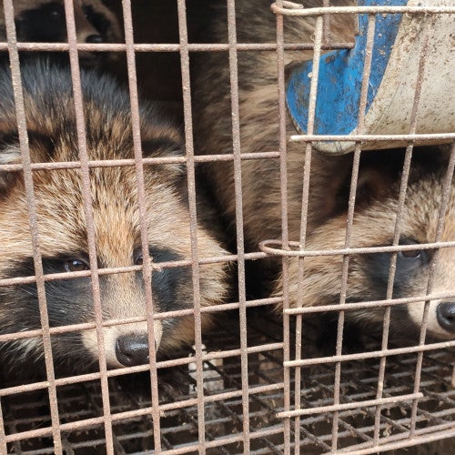 Raccoon dogs on a fur farm